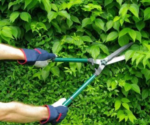 giardinaggio1